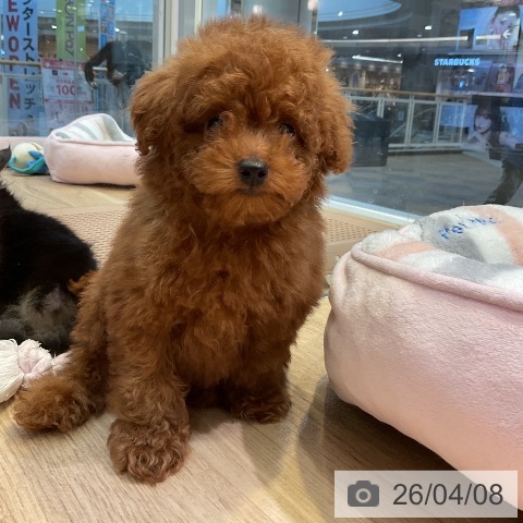 トイ・プードルの写真