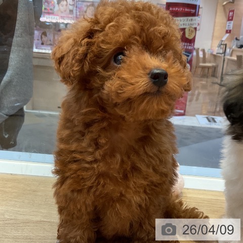 トイ・プードルの写真