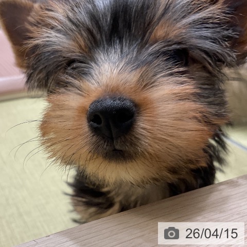 福島県のヨークシャーテリア (ペットプラス イオンタウン郡山店/2026年2月6日生まれ/女の子/スチールブルータン)の子犬の3枚目の画像