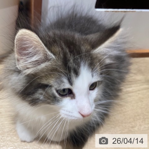 大阪府のノルウェージャンフォレストキャット (ペットプラス 鶴見店/2026年2月3日生まれ/男の子/ブラウンシルバータビーホワイト)の子猫の4枚目の画像