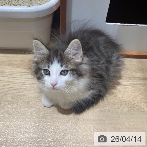 大阪府のノルウェージャンフォレストキャット (ペットプラス 鶴見店/2026年2月3日生まれ/男の子/ブラウンシルバータビーホワイト)の子猫の3枚目の画像