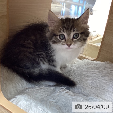 ノルウェージャンフォレストキャットの写真