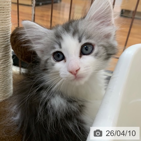 京都府のノルウェージャンフォレストキャット (ペットプラス 久御山店/2026年2月3日生まれ/女の子/ブラウンシルバータビーホワイト)の子猫の3枚目の画像