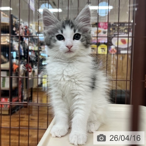 京都府のノルウェージャンフォレストキャット (ペットプラス 久御山店/2026年2月3日生まれ/女の子/ブラウンシルバータビーホワイト)の子猫の4枚目の画像