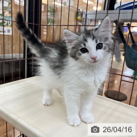 京都府のノルウェージャンフォレストキャット (ペットプラス 久御山店/2026年2月3日生まれ/女の子/ブラウンシルバータビーホワイト)の子猫の3枚目の画像