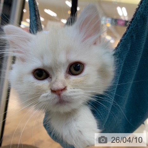 京都府のラガマフィン (ペットプラス 久御山店/2026年1月30日生まれ/男の子/クリームタビーホワイト)の子猫の3枚目の画像