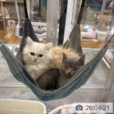 京都府のラガマフィン (ペットプラス 久御山店/2026年1月30日生まれ/男の子/クリームタビーホワイト)の子猫の3枚目の画像