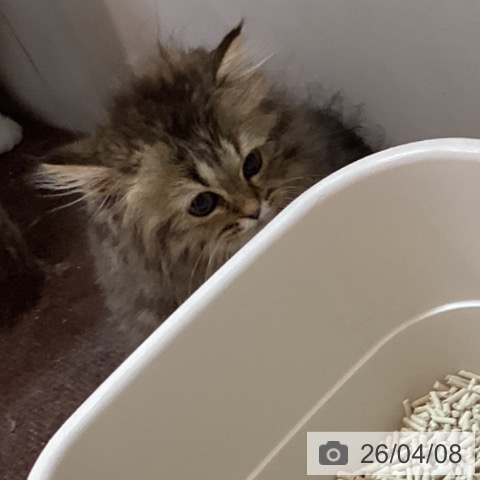 ラガマフィンの写真