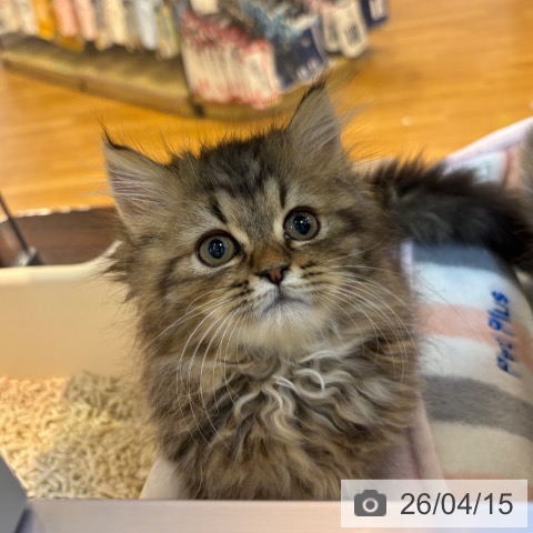 京都府のラガマフィン (ペットプラス イオンモールKYOTO店/2026年2月6日生まれ/女の子/ブラウンパッチドタビー)の子猫の4枚目の画像