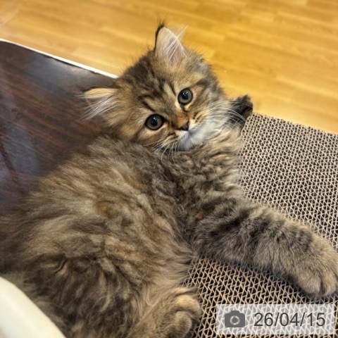 京都府のラガマフィン (ペットプラス イオンモールKYOTO店/2026年2月6日生まれ/女の子/ブラウンパッチドタビー)の子猫の3枚目の画像