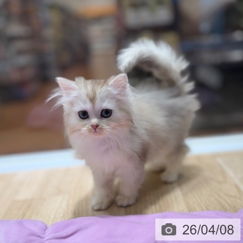 ラガマフィンの写真