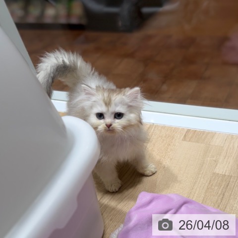 ラガマフィンの写真