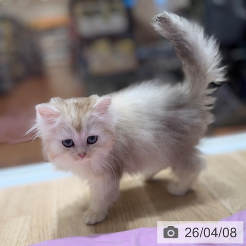 ラガマフィンの写真