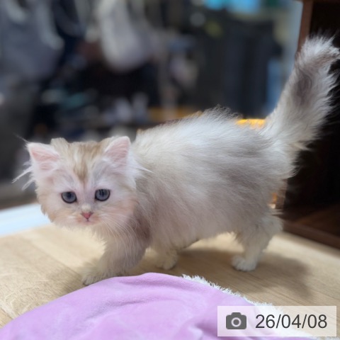 ラガマフィンの写真