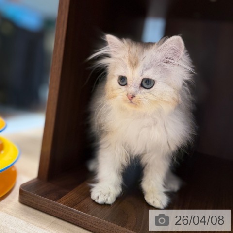 ラガマフィンの写真