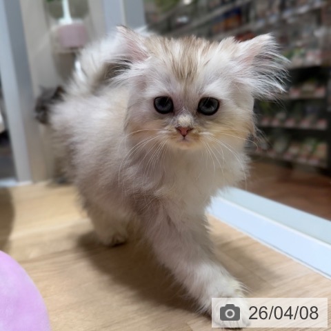 ラガマフィンの写真