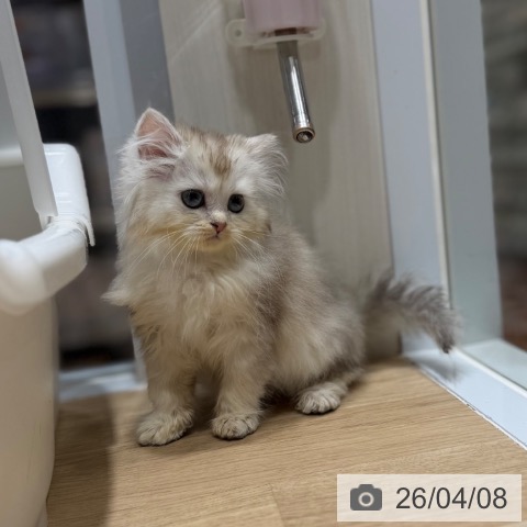 ラガマフィンの写真