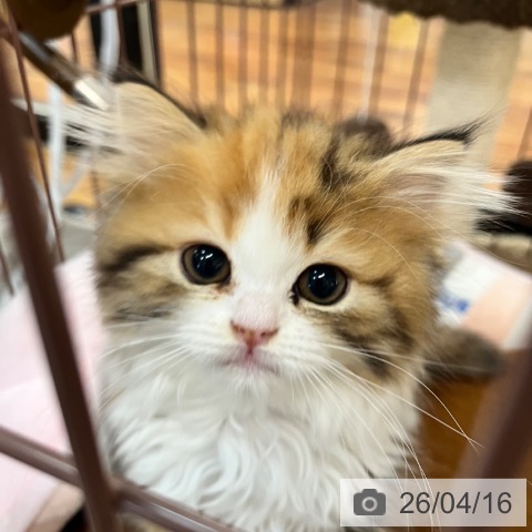 京都府のミヌエット (ペットプラス 久御山店/2026年2月3日生まれ/女の子/キャリコ)の子猫の4枚目の画像