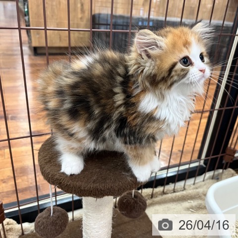 京都府のミヌエット (ペットプラス 久御山店/2026年2月3日生まれ/女の子/キャリコ)の子猫の3枚目の画像