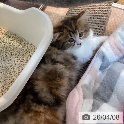 ミヌエットの写真