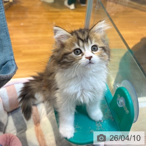 京都府のミヌエット (ペットプラス イオンモールKYOTO店/2026年2月1日生まれ/女の子/キャリコ)の子猫の3枚目の画像