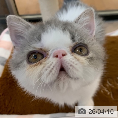 京都府のエキゾチック (ペットプラス 久御山店/2026年1月28日生まれ/男の子/ブルーホワイト)の子猫の4枚目の画像