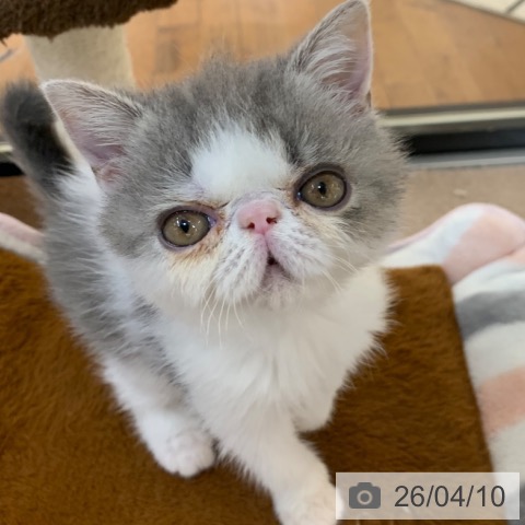 京都府のエキゾチック (ペットプラス 久御山店/2026年1月28日生まれ/男の子/ブルーホワイト)の子猫の3枚目の画像