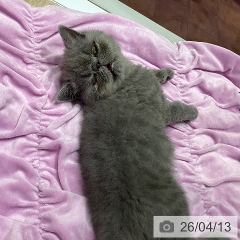 エキゾチックの写真