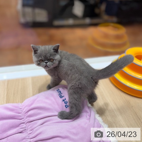 エキゾチックの写真