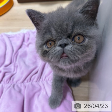 エキゾチックの写真