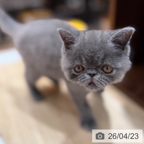 エキゾチックの写真