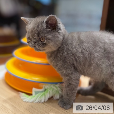 大阪府のエキゾチック (ペットプラス 四條畷店/2026年1月21日生まれ/男の子/ブルー)の子猫の4枚目の画像