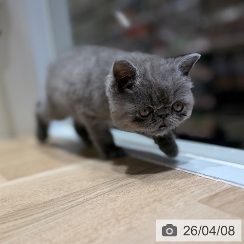 大阪府のエキゾチック (ペットプラス 四條畷店/2026年1月21日生まれ/男の子/ブルー)の子猫の3枚目の画像