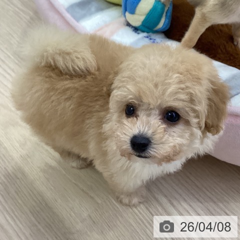 愛知県のトイプードル(トイ) (ペットプラス ナゴヤドーム前店/2026年2月1日生まれ/女の子/ペールフォーン)の子犬の4枚目の画像