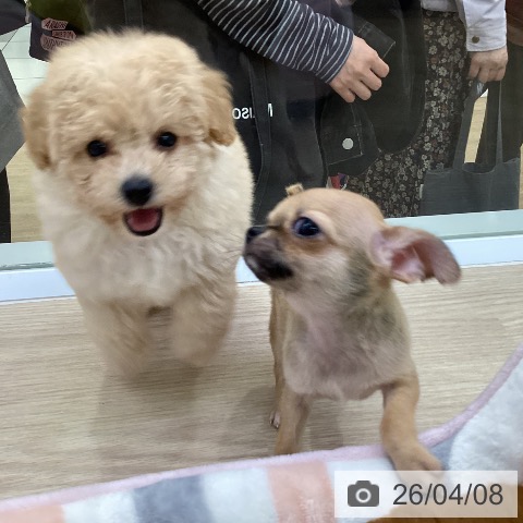 愛知県のトイプードル(トイ) (ペットプラス ナゴヤドーム前店/2026年2月1日生まれ/女の子/ペールフォーン)の子犬の3枚目の画像