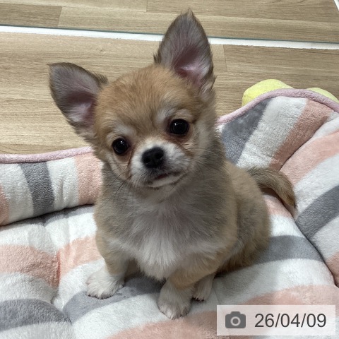 埼玉県のチワワ(ロング) (ペットプラス ピオニウォーク東松山店/2026年2月6日生まれ/女の子/レッドホワイト)の子犬の3枚目の画像