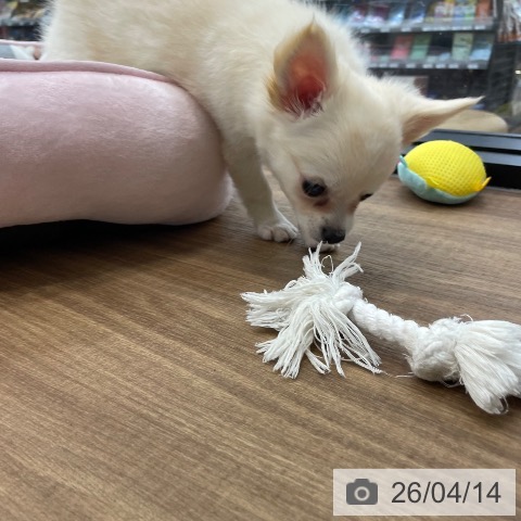 チワワの写真
