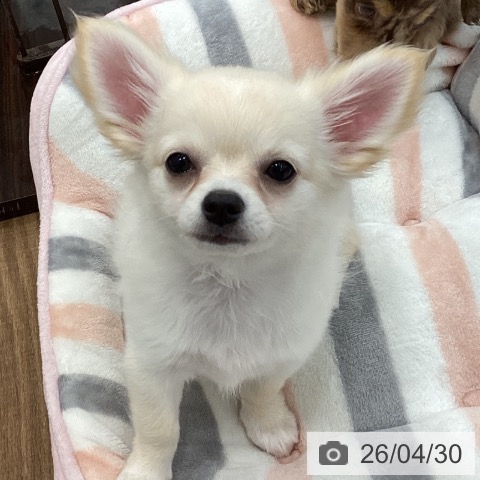 チワワの写真