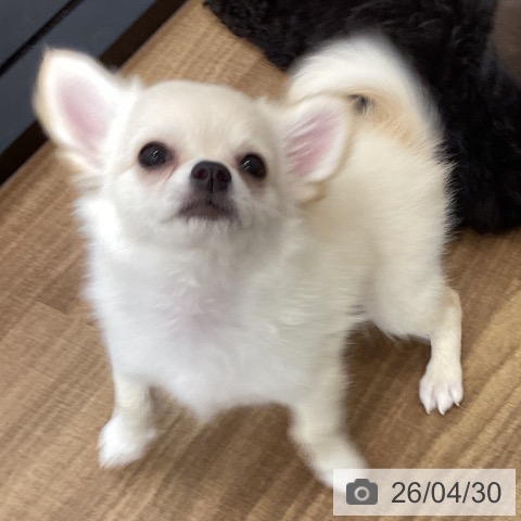チワワの写真