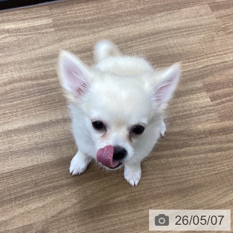 チワワの写真