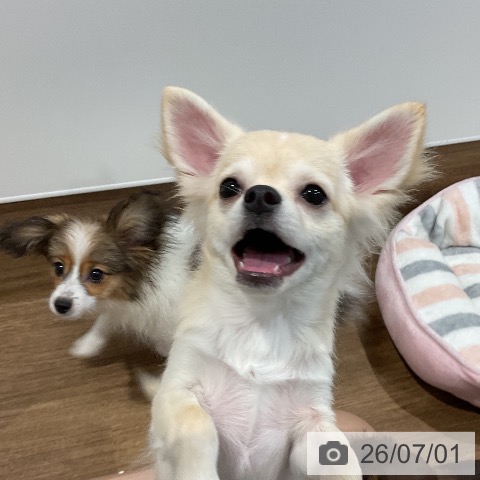 チワワの写真