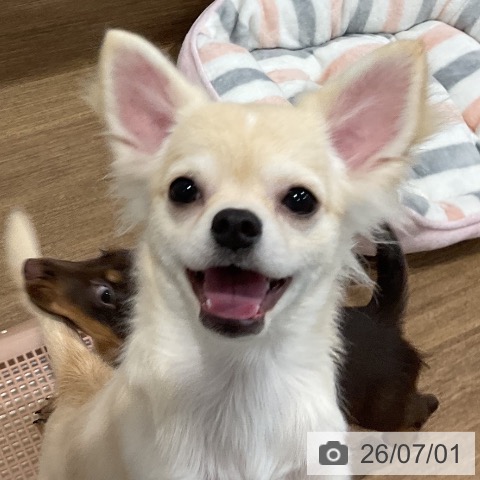 チワワの写真