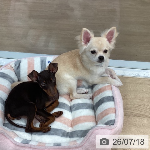 チワワの写真