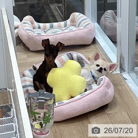 チワワの写真