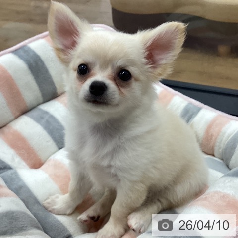 茨城県のチワワ(ロング) (ペッツワン つくば店/2026年2月6日生まれ/男の子/クリームホワイト)の子犬の4枚目の画像