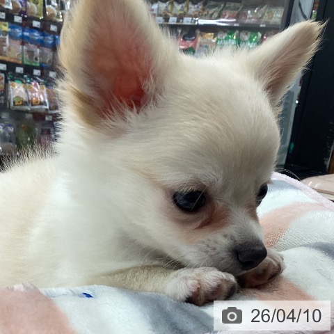 茨城県のチワワ(ロング) (ペッツワン つくば店/2026年2月6日生まれ/男の子/クリームホワイト)の子犬の3枚目の画像