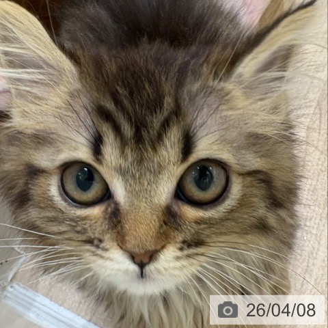 マンチカンの写真