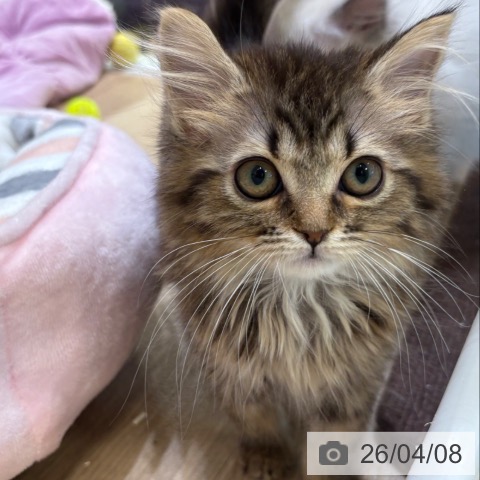 マンチカンの写真