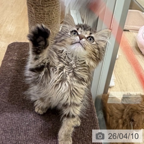 マンチカンの写真