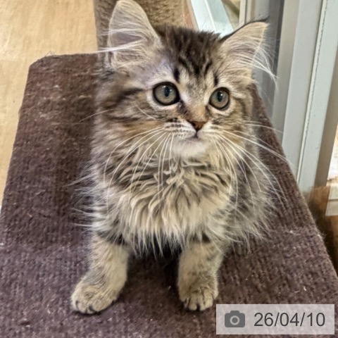 マンチカンの写真